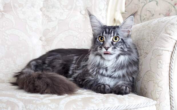 Серый мейн-кун (19 фото): описание котенка и взрослого кота, особенности их  содержания