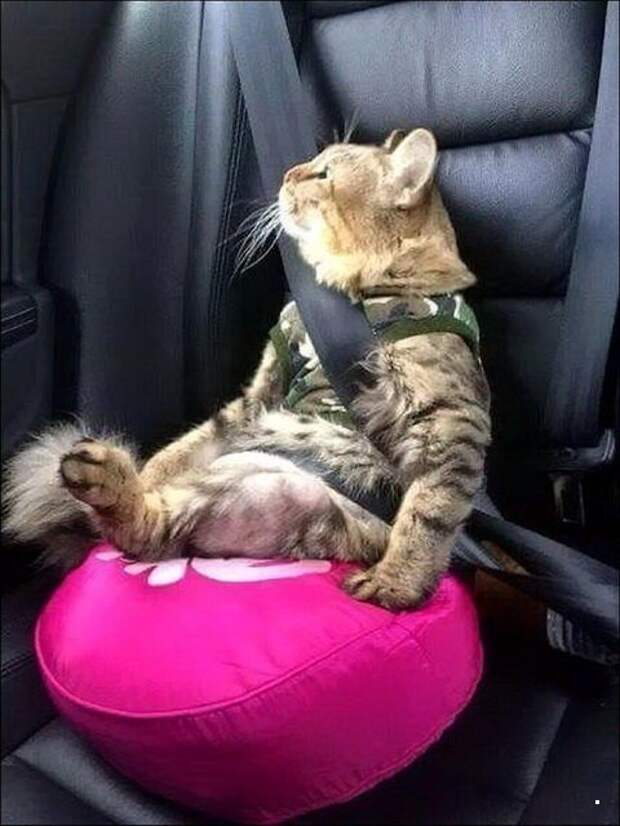 Автовсячина Автовсячина