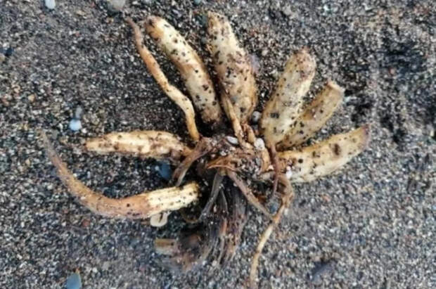 Редкое растение-убийцу «палец мертвеца» выбросило на пляж в Британии