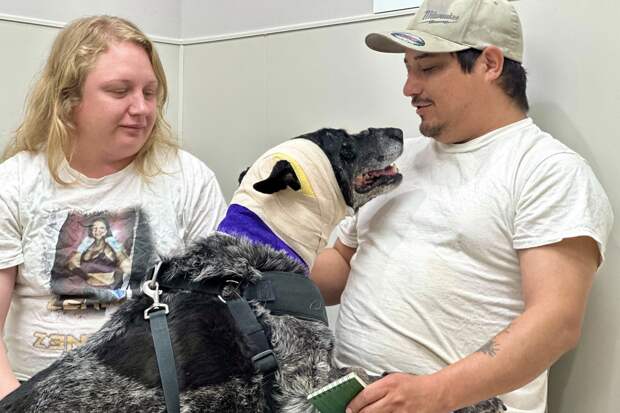 The Guardian: в США полуслепая собака отбила дом от напавшего медведя