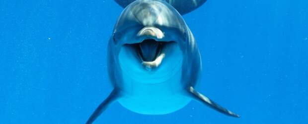 Большинство дельфинов оказались «правшами»