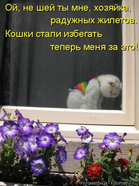 Новая котоматрица на Бугаге (43 фото)