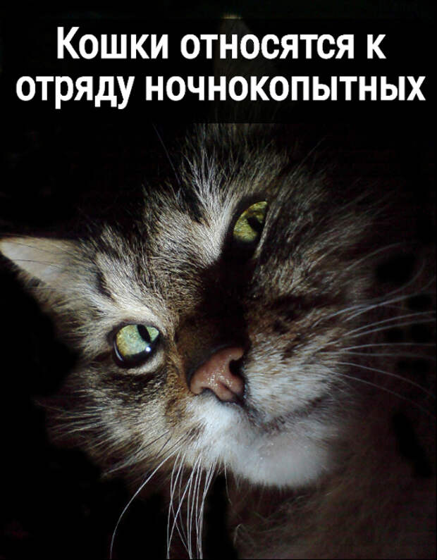 изображение: Кошки относятся к отряду ночнокопытных #Котоматрицы