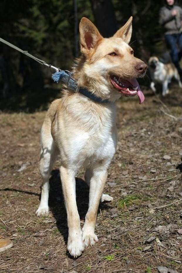 Волонтер 2 года искала этому псу хозяев, но затем решила прекратить попытки волонтер, истории спасения, пес, приют, собака, собаки