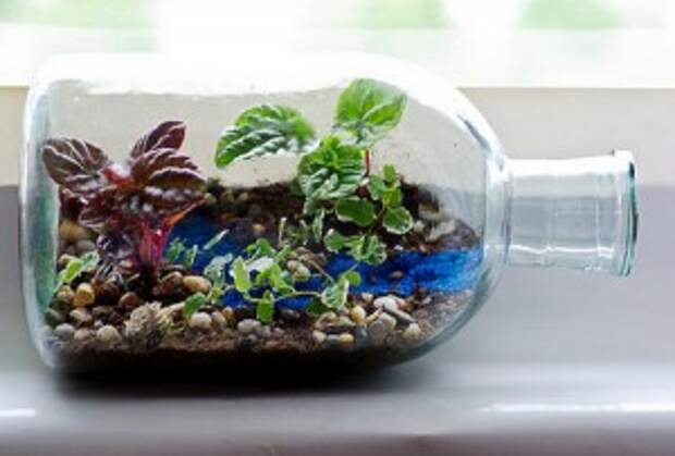 Мини сад в бутылке своими руками: грандиозные идеи для крошечного флорариума