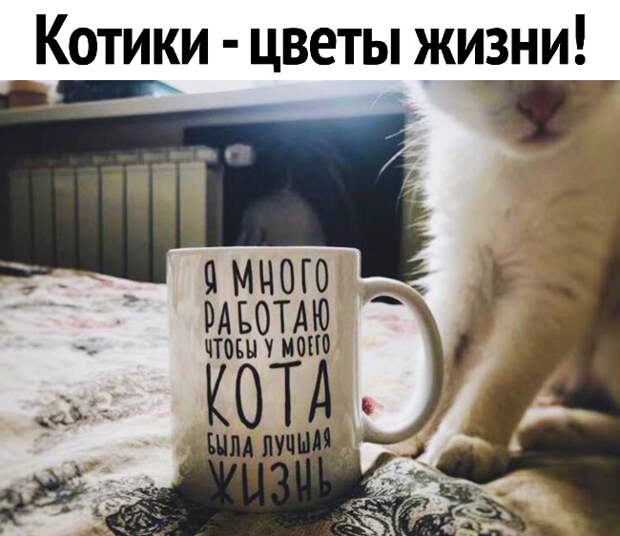 изображение: Надпись на кружке: Я много работаю, чтобы у моего кота была лучшая жизнь. - Котики - цветы жизни #Котоматрицы