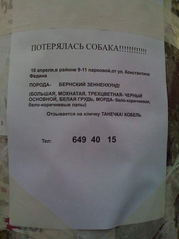 Необычайно забавные объявления о поиске пропавших животных