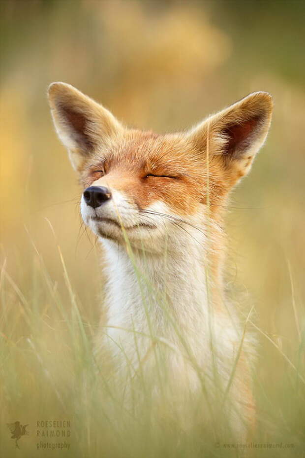 Дикие лисы в фотографиях Roeselien Raimond