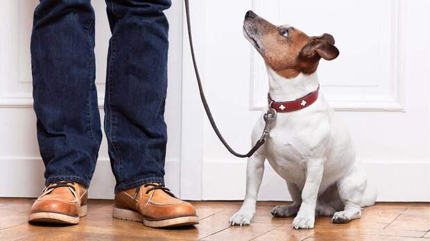 Кинолог напомнил собаководам о важности профилактики питомцев весной