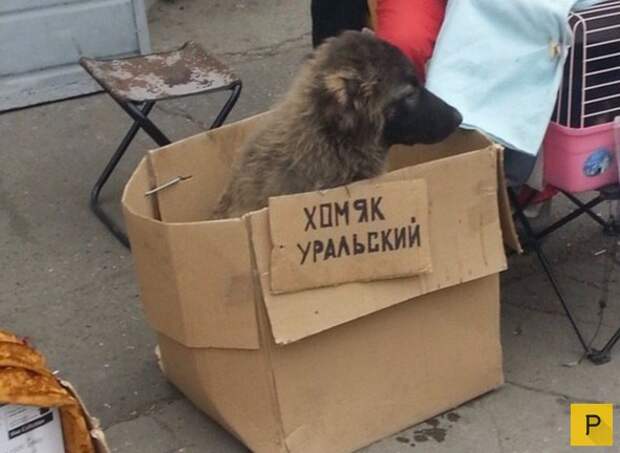 Смешные фото с надписями и цитатами часть 1 за сентябрь 2016 (49 фото)