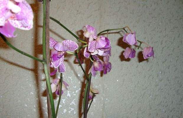 Орхидея может сбрасывать цветы из-за болезни