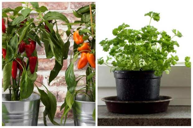 Домашний огород: 7 полезных и вкусных растений, которые можно выращивать на подоконнике