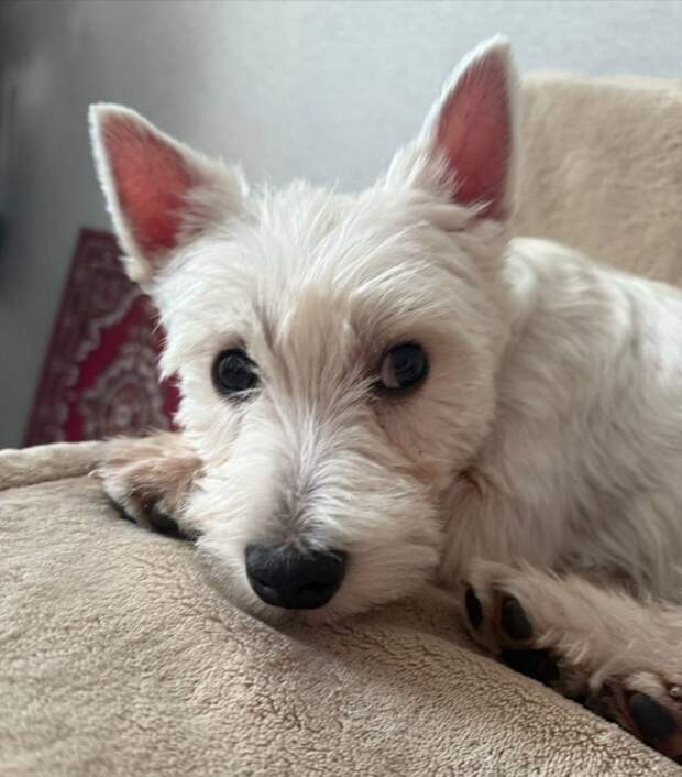 Законопроект о чипировании животных: новые правила с 2026 года