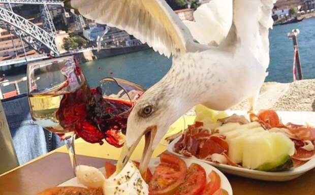 Реальная история - птица украла сэндвич из магазина и стала звездой сети (ФОТО)