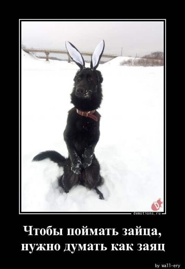 Силки для зайцев. Силки на зайца зимой. Ловля зайцев. Догнать зайца. Догнать зайца.