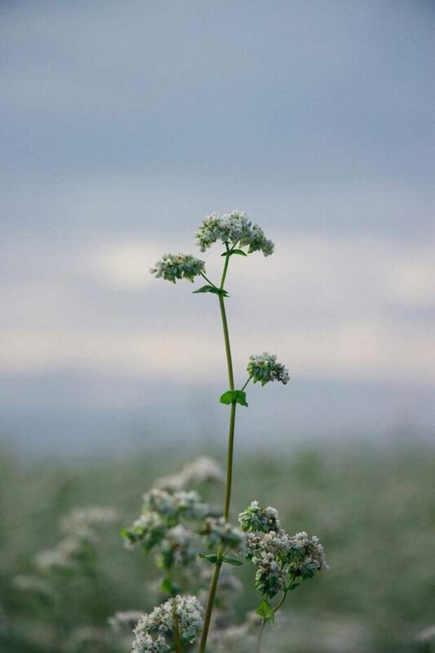 На Украине зафиксирован дефицит гречневой крупы и резкий рост цен