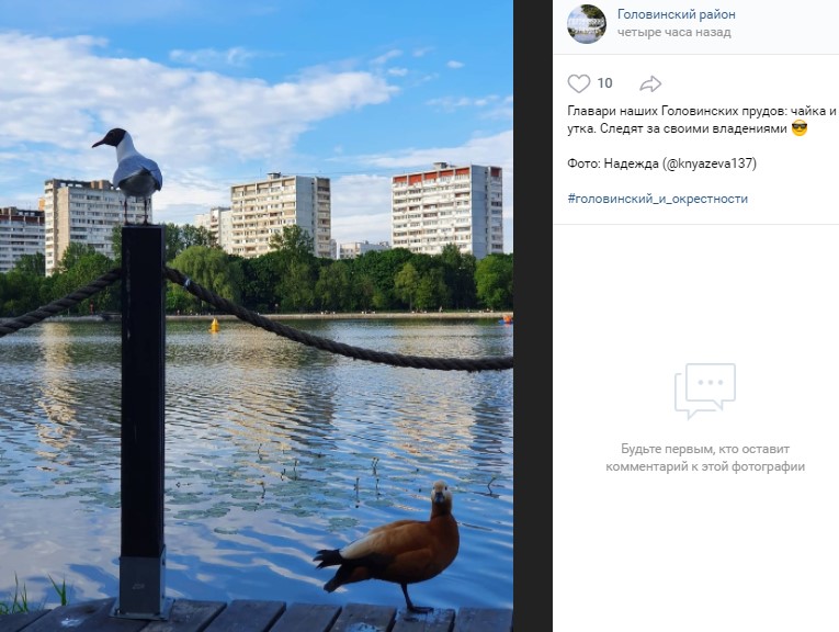 Фото дня: главари Головинских прудов