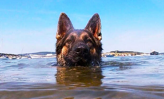 Собака оказалась посреди океана и 11 часов плыла, пока ее не заметили рыбаки: видео