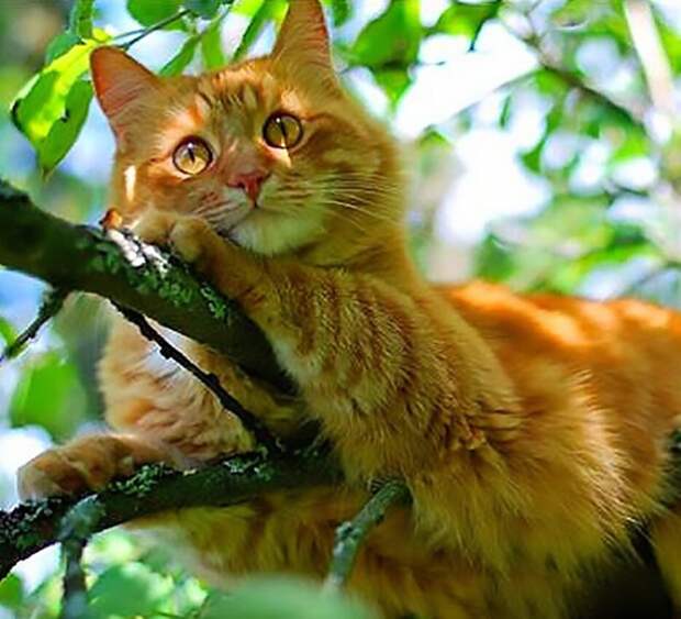 Смешные коты, которые поднимают настроение #152