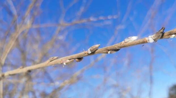 Доступные зоны для приготовления шашлыков в Тюмени: список локаций