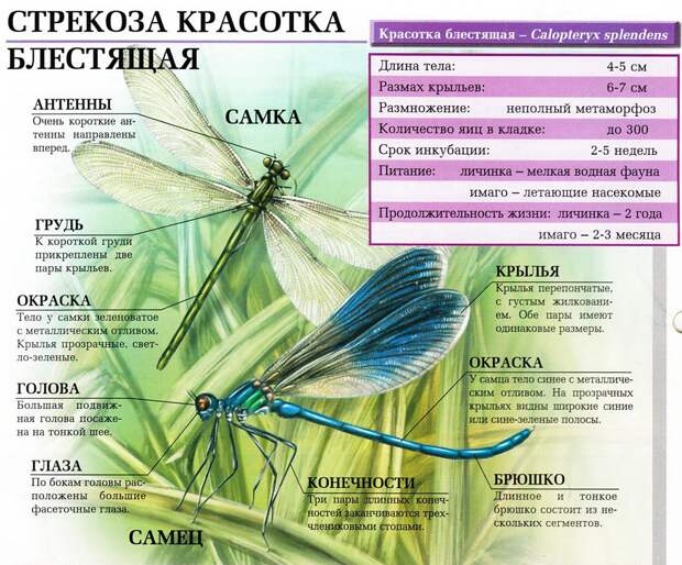 Стрекоза красотка блестящая.