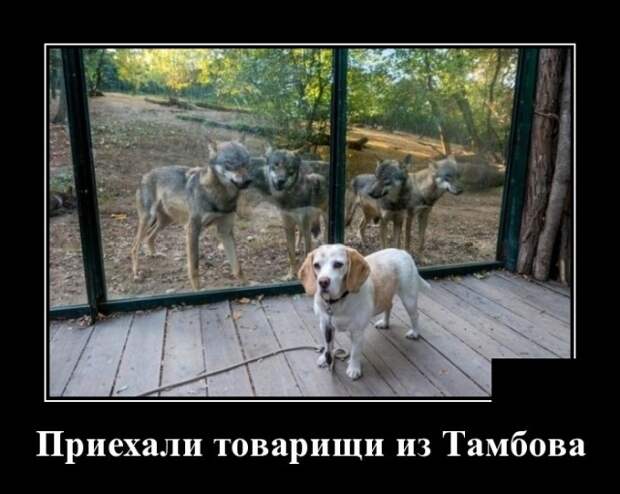 Демотиваторы