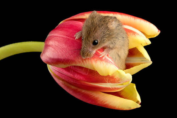 cute-harvest-mice-in-tulips-miles-herbert-12-5ad097e3304cf__700.jpg cute-harvest-mice-in-tulips-miles-herbert-12-5ad097e3304cf__700.jpg