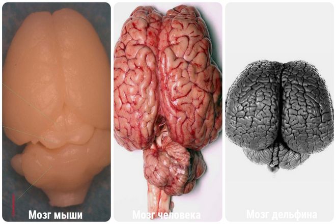 Цель здесь заключалась в том, чтобы проиллюстрировать то, к чему мы довольно часто возвращаемся - естественный отбор. Когда-то давно морщинистый мозг сделал наших предков более успешными, чем другие эволюционные конкуренты.