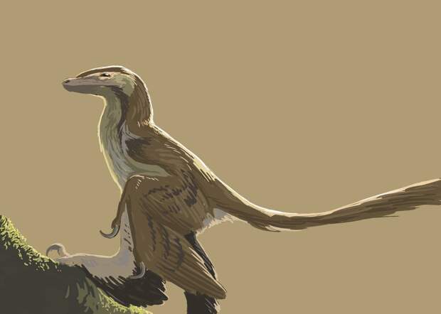 Даже имя динозавра переводится как «китайский птице-ящер».