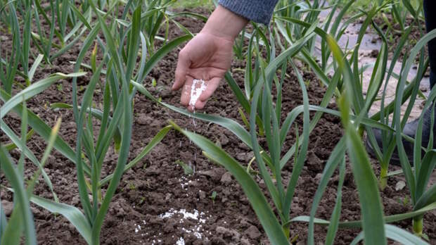 Чем удобрить чеснок в конце лета: секреты августовских подкормок для крупного урожая