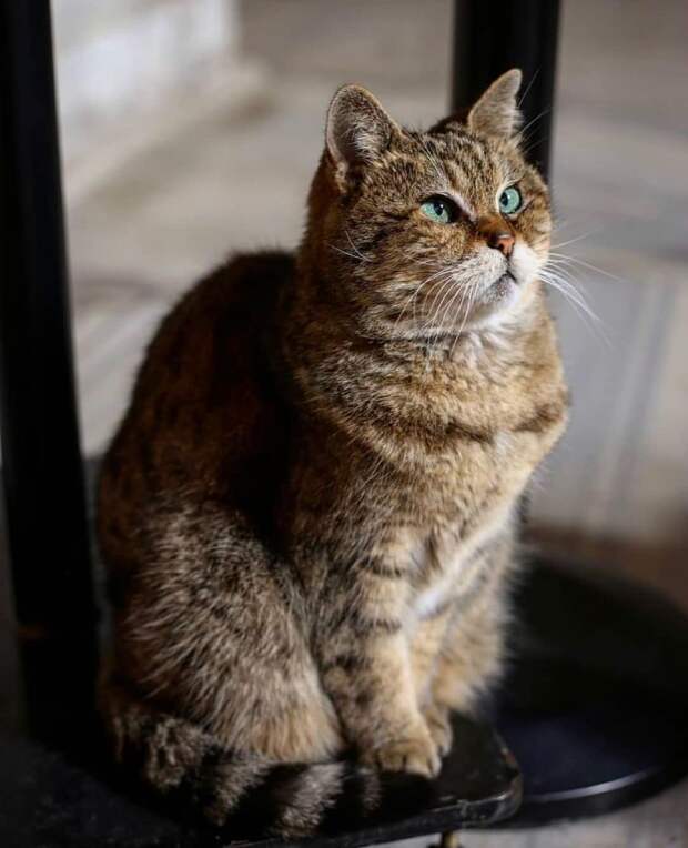 11 милых фото кота, который живет в мечети Святой Софии