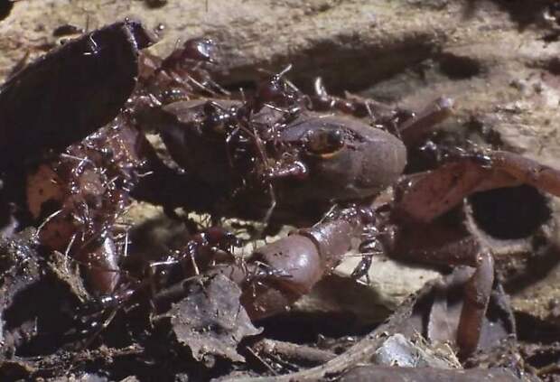 Полчища муравьёв не оставили никаких шансов крабу, забравшемуся в их владения