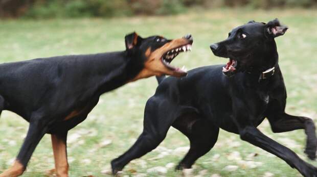 Топ-5 пород собак, которые кусаются сильнее всего