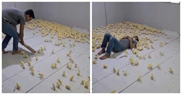 В Индии открыли антистресс-комнату с сотнями цыплят