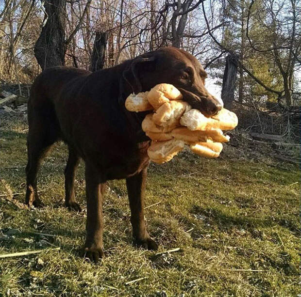 cмешные животные и еда