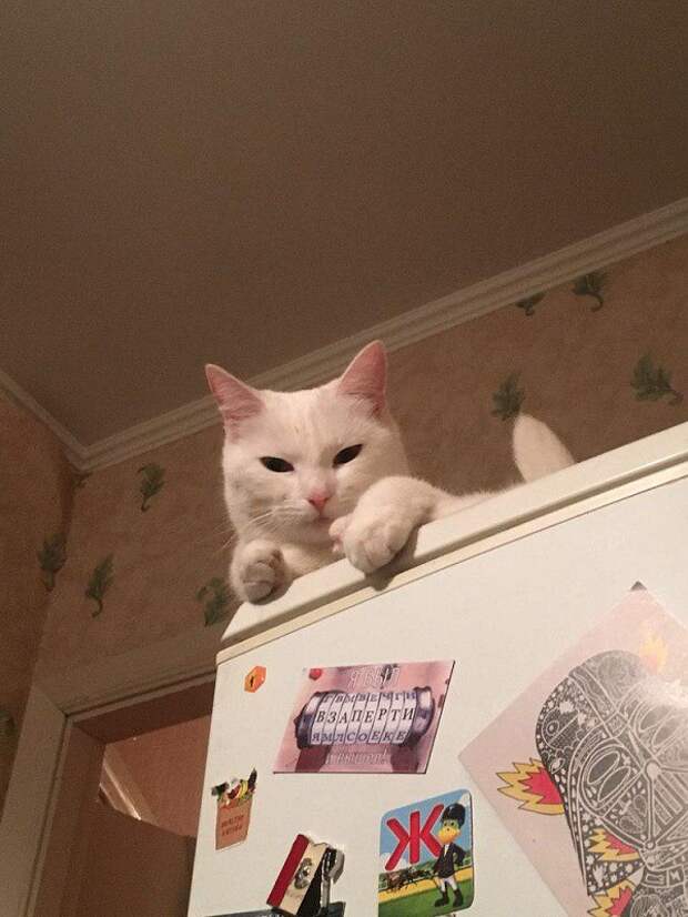 Свят, свят, свят: 27 доказательств того, что коты - исчадие ада!