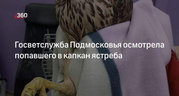 Госветслужба Подмосковья осмотрела попавшего в капкан ястреба