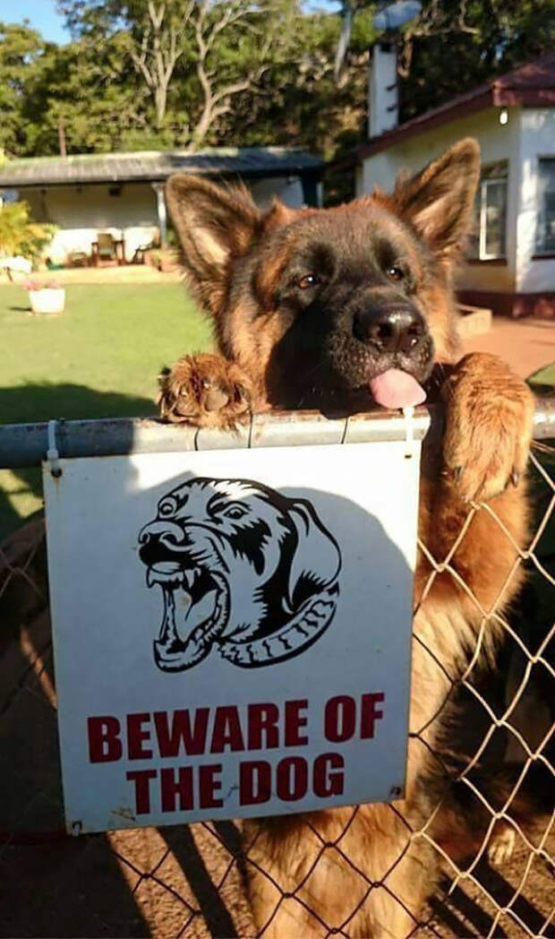 Осторожно! Злая собака! животные, собака