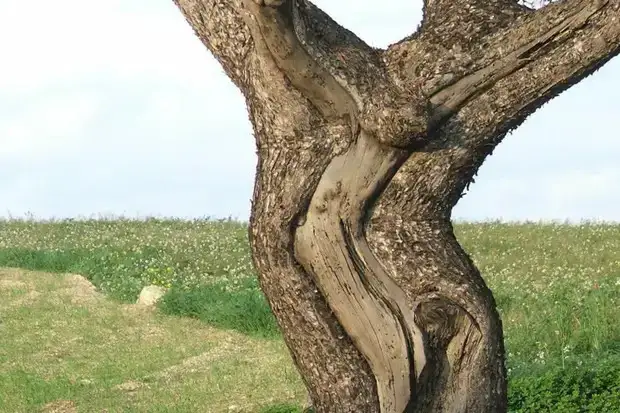    ( ) ,    , , , , , 