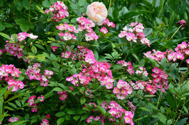 10 роз непрерывного цветения: проверенные и эффектные сорта