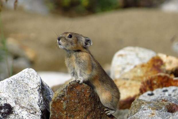 Волшебный кролик Тянь-Шаня: как выглядит самая редкая пищуха в мире