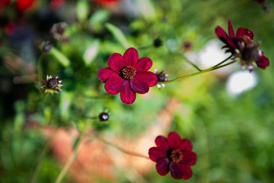 Chocolate cosmos, cosmos atrosanguineus Photographic Print by ...