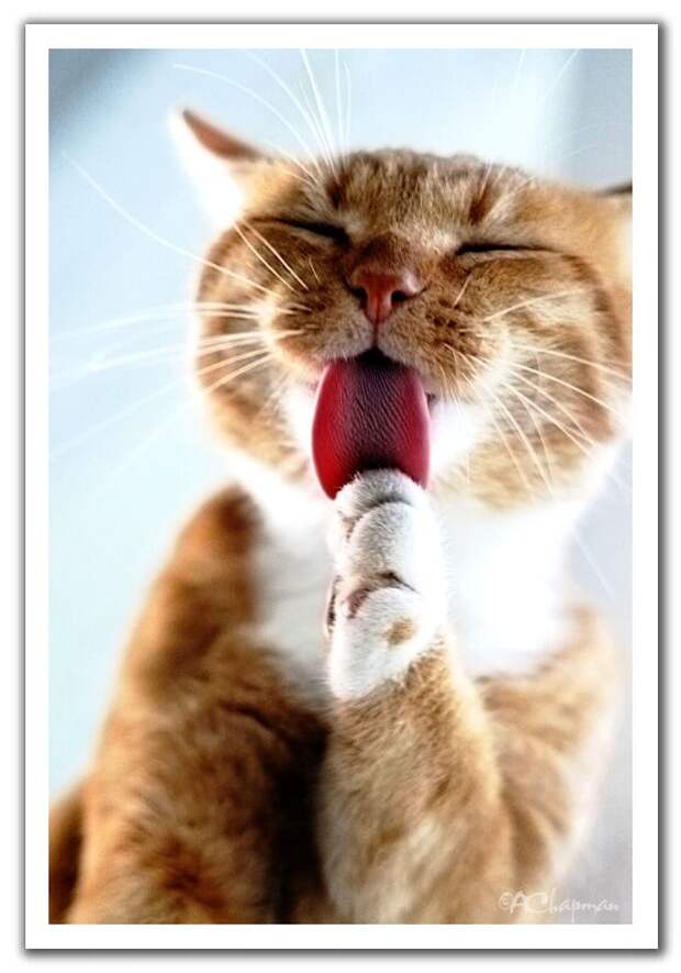 Позитивный микс (47фото)