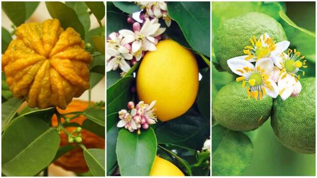 Первоначальная формула была изменена за счет добавления эфирных масел цветов померанца, бергамота, лимона / Фото: lipotherapeia.com