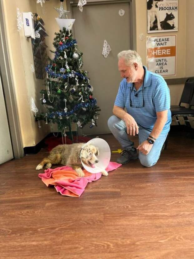 Кот Мостик: На фото собака по кличке Джаззи, она нашлась спустя 7 лет после пропажи