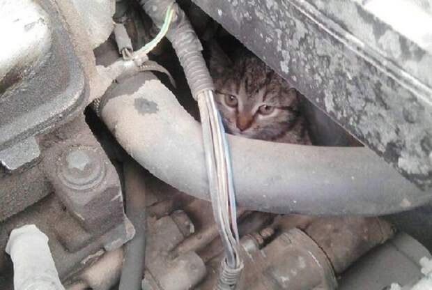 Волгоградец спас забравшегося под капот автомобиля кота