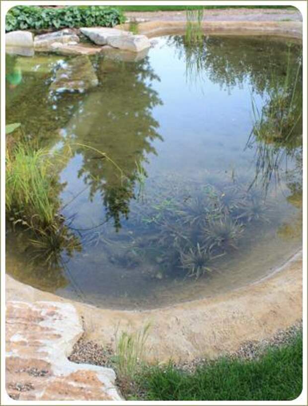 Округлый борт водоёма и водные растения и зелень на берегу