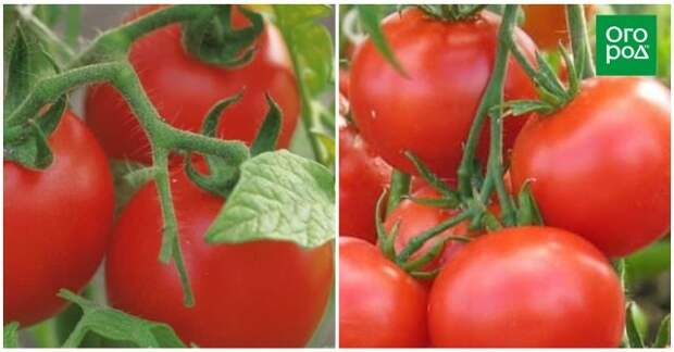 Ранние сорта томатов для открытого грунта Пародист