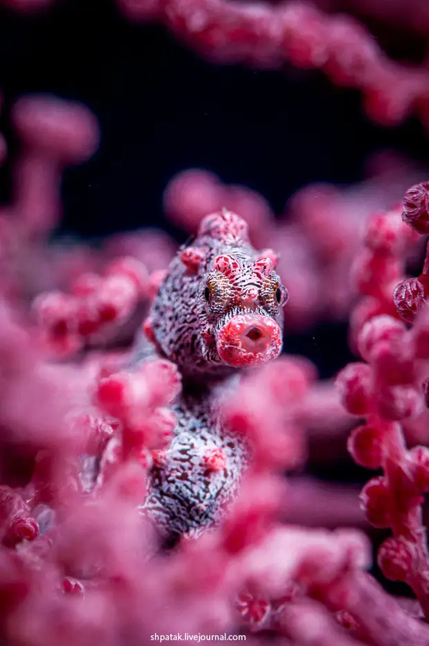 Pigmy seahorse(Hippocampus bargibanti)