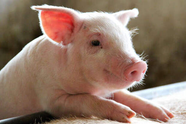 Поросенок помог бойцам ВС РФ избежать подрыва на мине в зоне спецоперации